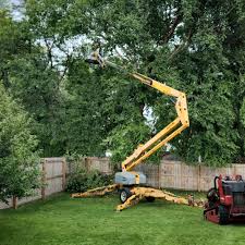 How Our Tree Care Process Works  in Commerce, CA